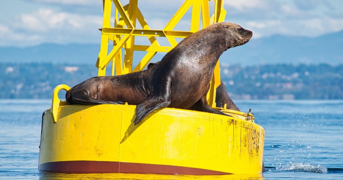 NOAA Fisheries NWFSC (@noaafish_nwfsc) on Twitter photo We don’t always know what’s going on under the surface of Puget Sound, but a new report released today gives us a comprehensive look at marine conditions in 2022. ➡️ Full report at: tinyurl.com/mrxbdn6u. <a href="/PSPartnership/">Puget Sound Partnership</a> @UWnews @eopugetsound @pugetsoundinst We don’t always know what’s going on under the surface of Puget Sound, but a new report released today gives us a comprehensive look at marine conditions in 2022. ➡️ Full report at: tinyurl.com/mrxbdn6u. <a href="/PSPartnership/">Puget Sound Partnership</a> @UWnews @eopugetsound @pugetsoundinst