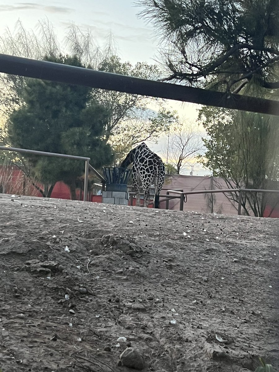 SalvemosABenito's tweet photo. Hagamos esto viral!
Esto es lo que venimos denunciando con Benito desde hace 6 meses, el Parque Central MIENTE y @PROFEPA_Mx válida mentiras. El MVZ dijo el 9 de junio que la casa tenia calefacción y APENAS la están construyendo. Por eso no pasa nada porque ellos mismos se cuidan https://t.co/LKNKZXgmmT
