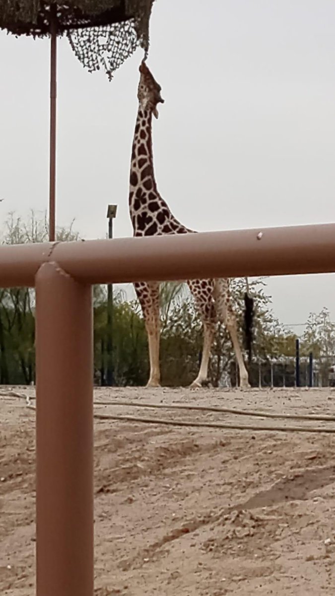 SalvemosABenito's tweet photo. Hagamos esto viral!
Esto es lo que venimos denunciando con Benito desde hace 6 meses, el Parque Central MIENTE y @PROFEPA_Mx válida mentiras. El MVZ dijo el 9 de junio que la casa tenia calefacción y APENAS la están construyendo. Por eso no pasa nada porque ellos mismos se cuidan https://t.co/LKNKZXgmmT