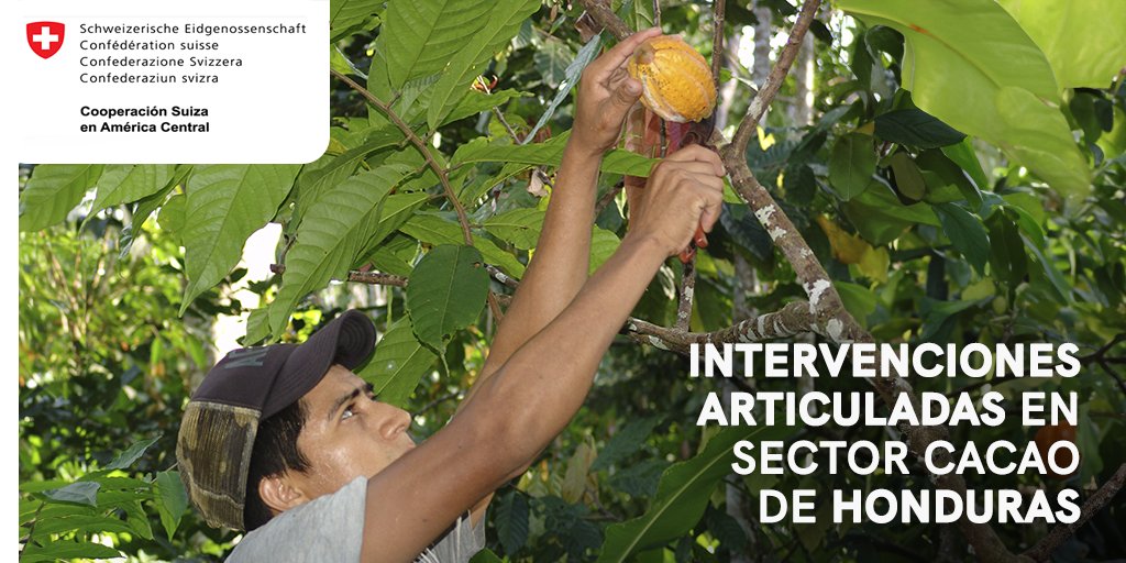 SICACAO1's tweet photo. El Comité Nacional de la Cadena de Cacao de #Honduras es punto clave para intervenciones en el sector cacaotero. Esto permite ser más eficientes en los recursos, establecer vínculos directos, amplía el alcance y promueve sinergias para crecimiento del sector. #PROCACAHO, #COSUDE https://t.co/jWn3nrch1j