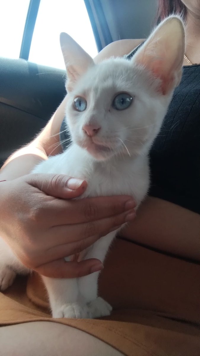 Michi final feliz ❤️ Descubre la magia de darles un hogar a estos adorables gatitos! Hoy, una familia increíble abrió sus corazones y adoptó a uno. ¡Pero aún hay tres encantadores machos y una hermosa carey hembra, todos bebes de 3 meses , esperando su oportunidad! 997113037 😸