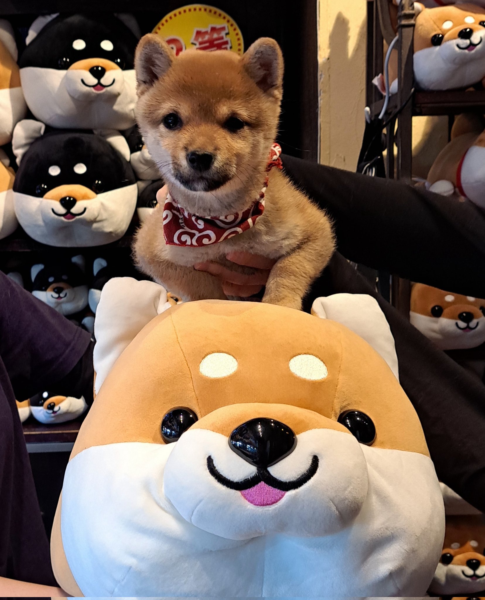 ハッピーまめしば　親子ぬいぐるみセット特賞と２等　柴犬　しばいぬ ハッピーまめしば 親子ぬいぐるみセット特賞と2等 柴犬 しばいぬ ㈱