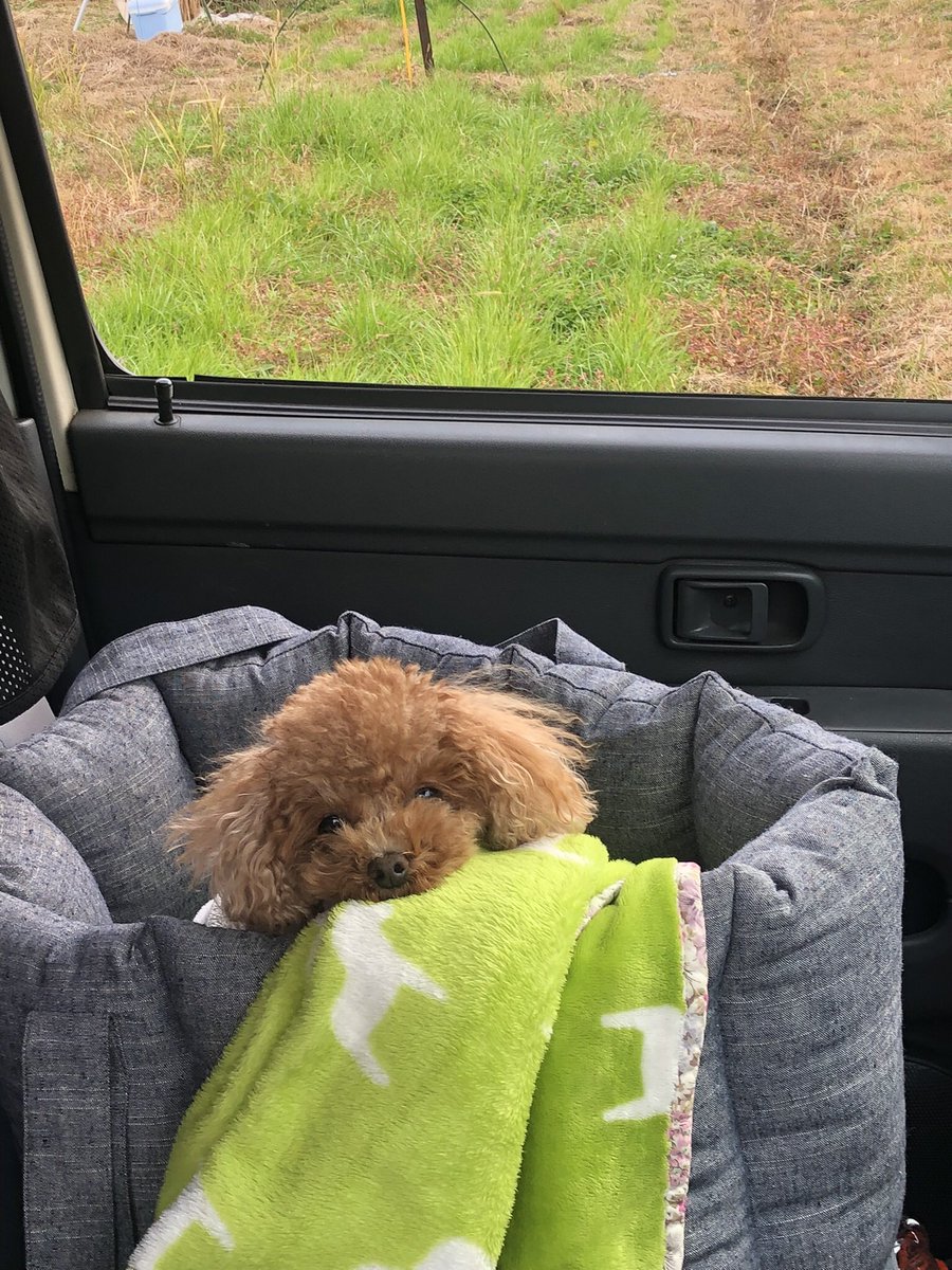 leopyon2525farm's tweet photo. れお同伴で1ヶ月ちょっとぶりの畑に🐶🍀

初めから100%を追い求めてない自然栽培に近い循環農法だけに放置してても問題なかったです!

オーツヘイもイタリアンライグラスも順調に育ってました🌾

不安定な土の上で出荷作業を含めてどこまで農業が出来るか?

握力8で実験してみます👩‍🌾

#北九州 #生牧草 https://t.co/kkR6d1Q9fX