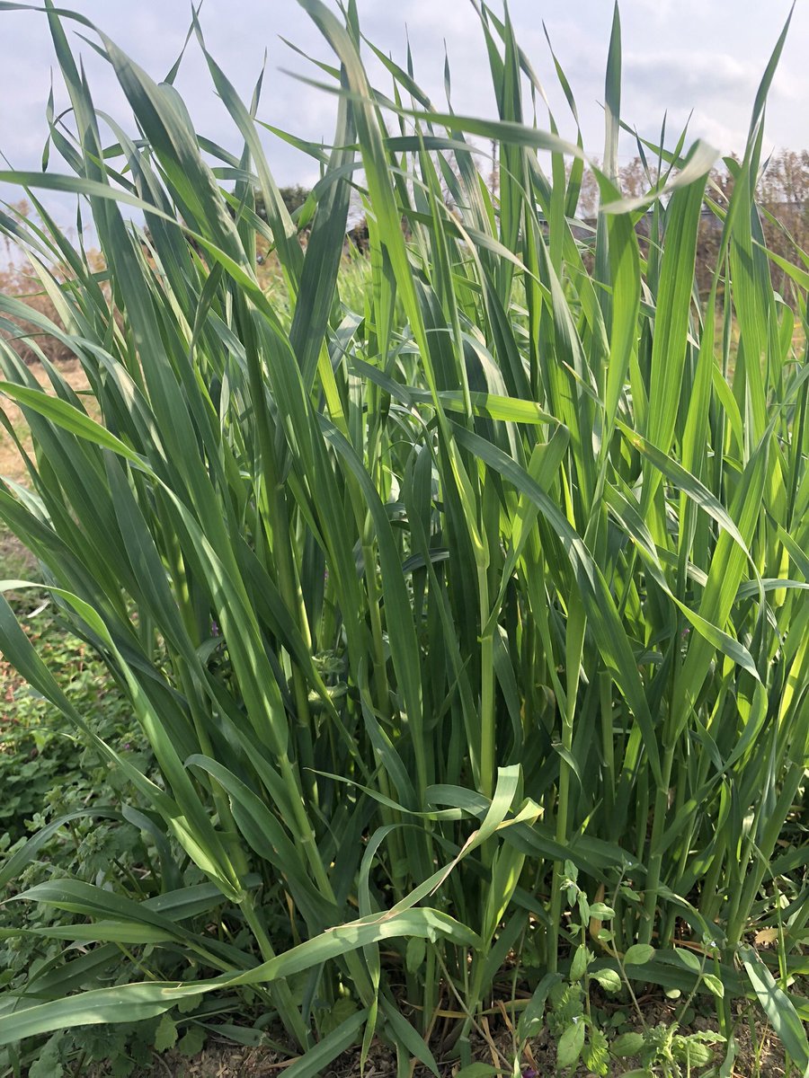 leopyon2525farm's tweet photo. れお同伴で1ヶ月ちょっとぶりの畑に🐶🍀

初めから100%を追い求めてない自然栽培に近い循環農法だけに放置してても問題なかったです!

オーツヘイもイタリアンライグラスも順調に育ってました🌾

不安定な土の上で出荷作業を含めてどこまで農業が出来るか?

握力8で実験してみます👩‍🌾

#北九州 #生牧草 https://t.co/kkR6d1Q9fX