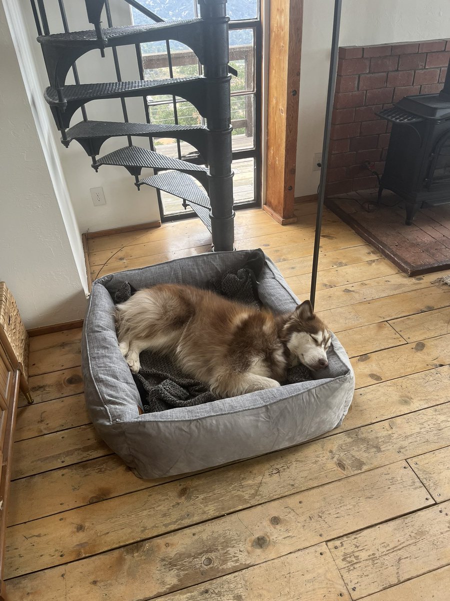 Mufasa’s new bed 😍