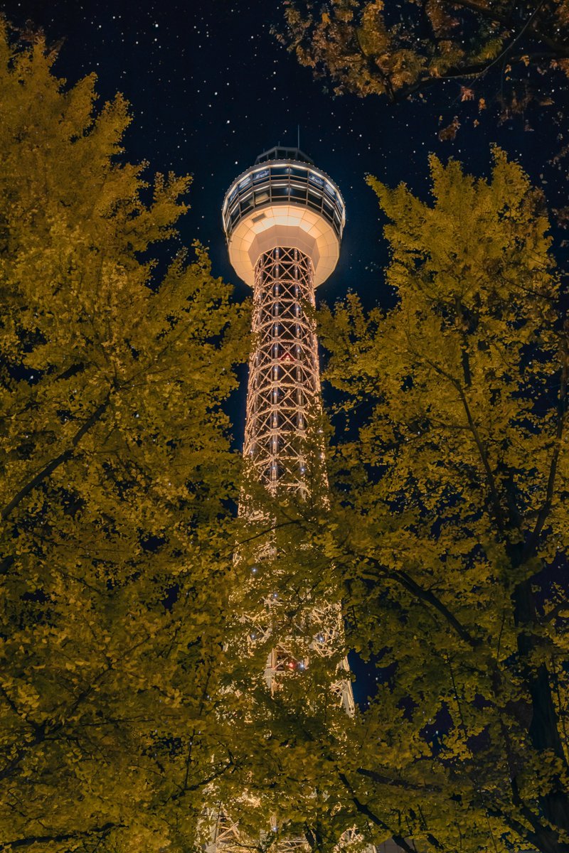 横浜マリンタワーの紅葉 見頃でした🍁
 #11月に撮影した写真の中で最も良い1枚