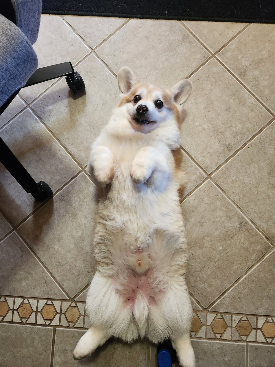 Binki604's tweet photo. @itsmelissawhite Best I can offer: Strange rabbit thing https://t.co/lWCqoREJQg