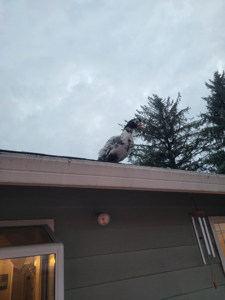 StacyLinnea22's tweet photo. My muscovies are very naughty. And very funny!

#whataretheyperchingonnow https://t.co/CgBAFCU077