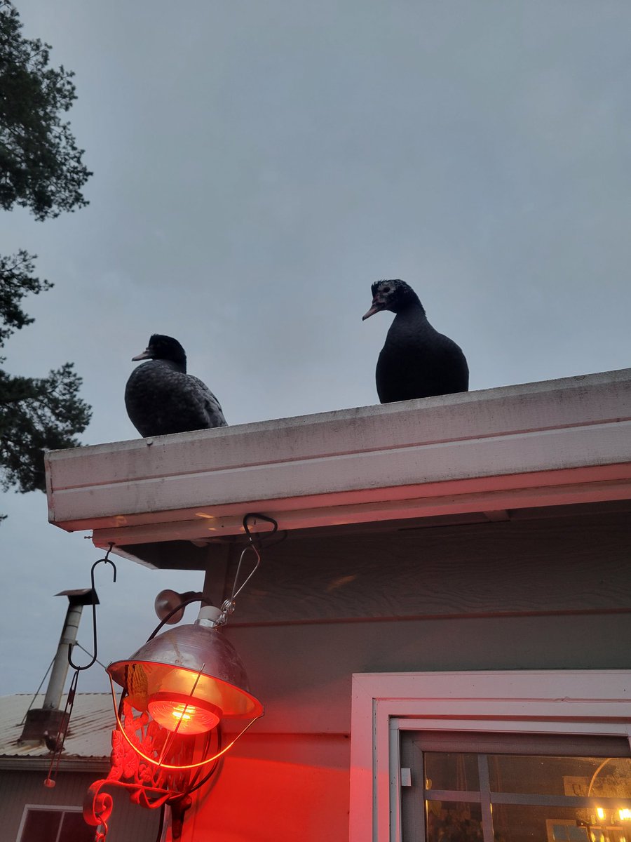 StacyLinnea22's tweet photo. My muscovies are very naughty. And very funny!

#whataretheyperchingonnow https://t.co/CgBAFCU077