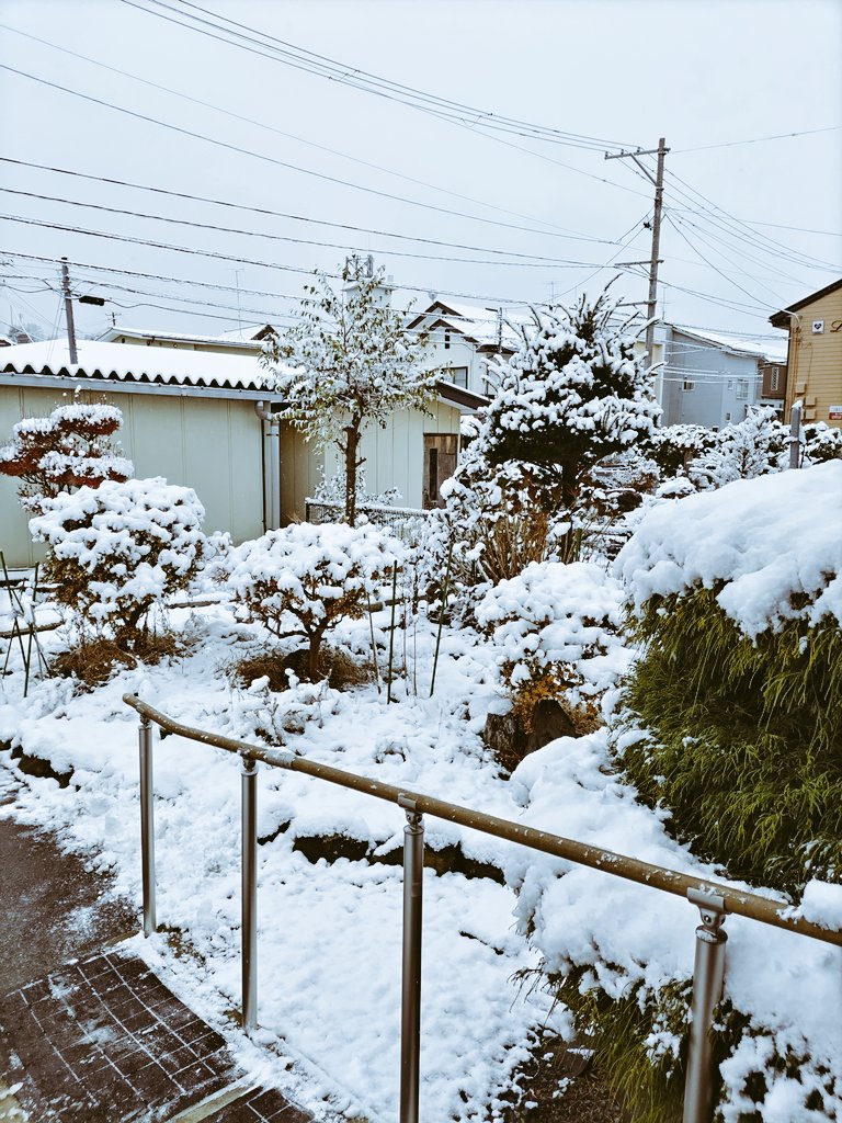 おはようございます。寒さ厳しい朝です。#八戸 の実家の庭に雪が積もりました。