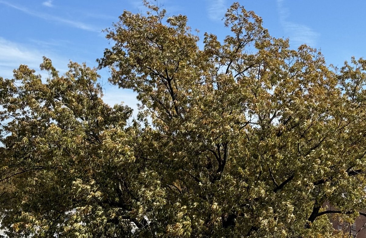 Blythe_Gryphon's tweet photo. The #ClimateTree was glittered with intermittent bright yellow leaves today, so it looks on track to meet the past several years of its #ClimateCrisis- postponed full autumn golden glory on 8 December 2023. https://t.co/UwYR4NkCYD