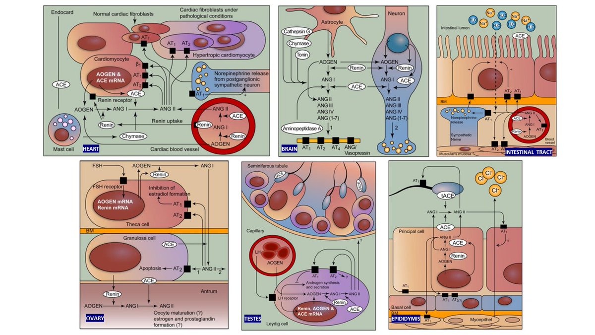 Edgar V. Lerma 🇵🇭 (@edgarvlermamd) on Twitter photo <a href="/RhodesHambrick/">Rhodes Hambrick, MD, MS</a> <a href="/BookBurton/">Channel Your Enthusiasm: The Burton Rose BookClub</a> There are extrarenal renin-angiotensin systems and angiotensin II can be synthesized at a variety of sites, including the kidney, vascular endothelium, adrenal gland, and brain.
These extrarenal systems may account for the persistent, although low, plasma levels of angiotensin <a href="/RhodesHambrick/">Rhodes Hambrick, MD, MS</a> <a href="/BookBurton/">Channel Your Enthusiasm: The Burton Rose BookClub</a> There are extrarenal renin-angiotensin systems and angiotensin II can be synthesized at a variety of sites, including the kidney, vascular endothelium, adrenal gland, and brain.
These extrarenal systems may account for the persistent, although low, plasma levels of angiotensin