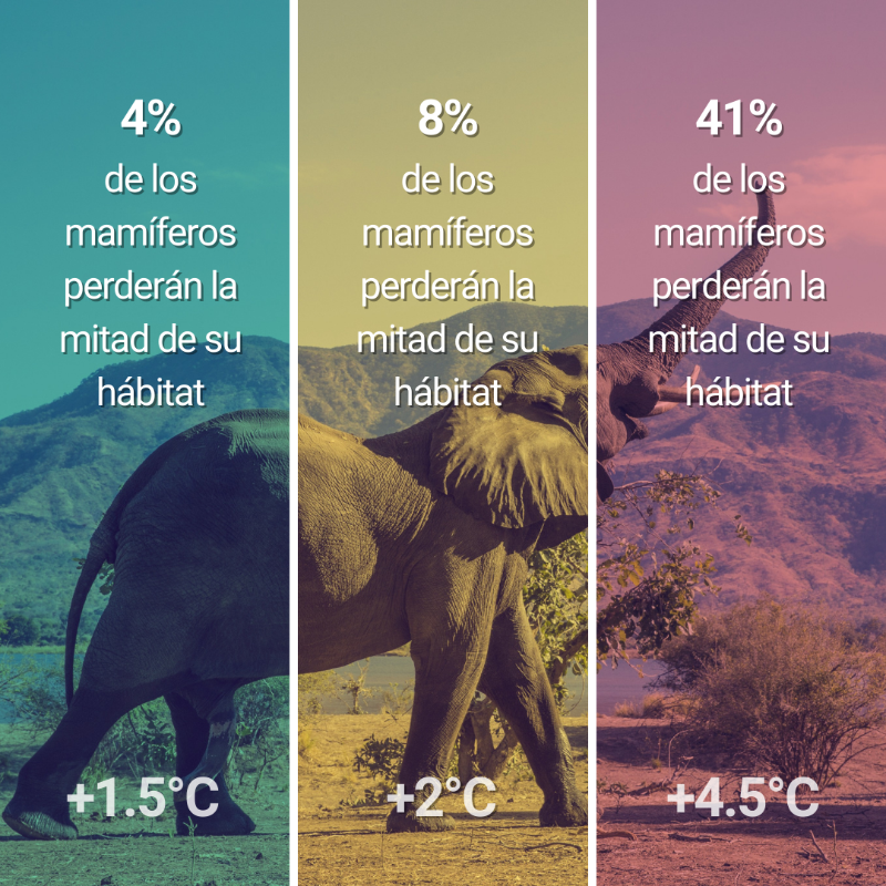 unep_espanol's tweet photo. La diferencia entre 1,5°C, 2°C o 3°C en el promedio de calentamiento global puede parecer minúscula.

No obstante, estos incrementos de 🌡️ representan futuros drásticamente divergentes.

Consulta los progresos previos a la #COP28 y las medidas urgentes pendientes vía @CMNUCC