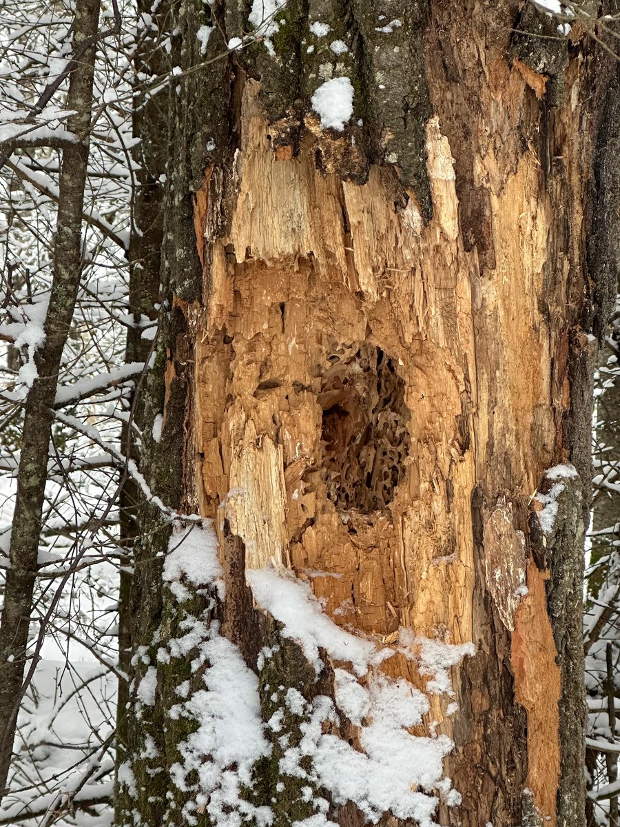 Pileated woodpecker came in like a wrecking ball 🎶. Large tree (diameter was ~2 feet) with HUGE excavation. If you zoom in you can see the carpenter ant tunnels. Must have been delicious