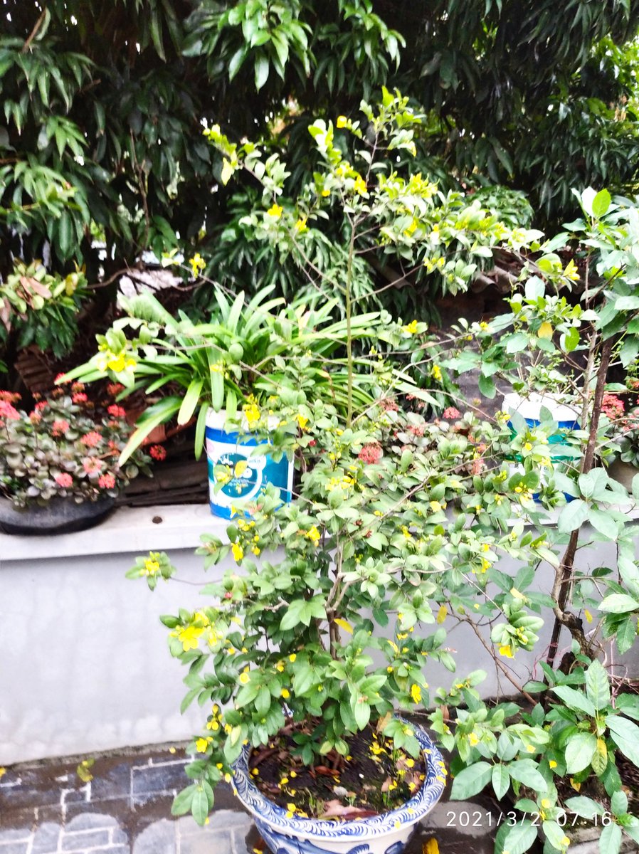 cây nhà lá vườn