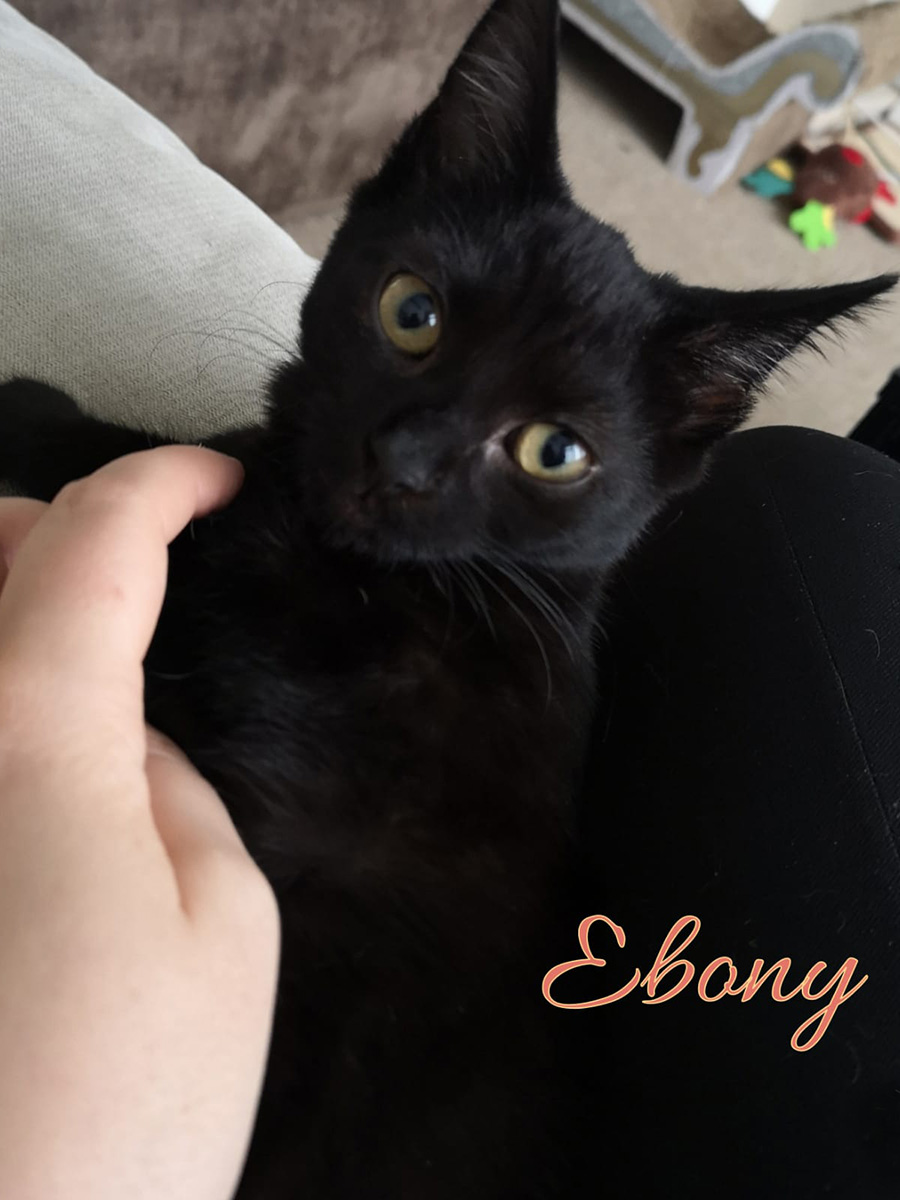 Trauerkraut's tweet photo. My #today's #Catty #cats are: #Ebonies [II] https://t.co/cT0xKE8xLO