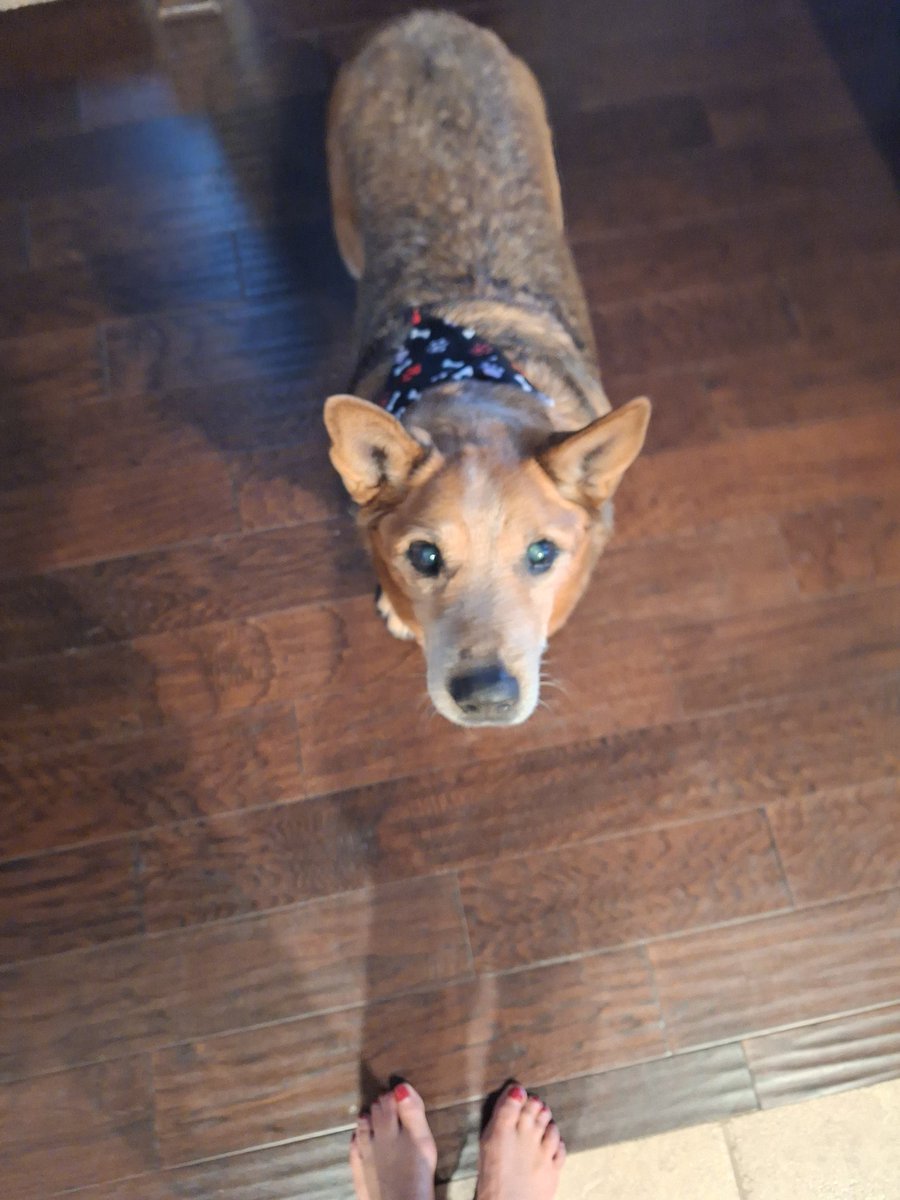 Meidas Michelle tweet media