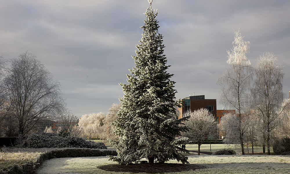 Advent Calendar Day 24: To conclude the advent calendar for 2023, we have a snowy image of @UL’s sustainable Christmas tree! Wishing you all a happy & healthy Christmas! Check out specialcollections.ul.ie/advent-calenda… for more images and subscribe to our blog! @ULLibrary 🎄