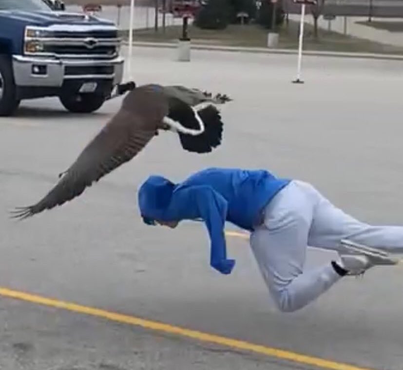IowaChill's tweet photo. An Ames Goose Attack Short Story 😂 https://t.co/YQwj3aKRIN