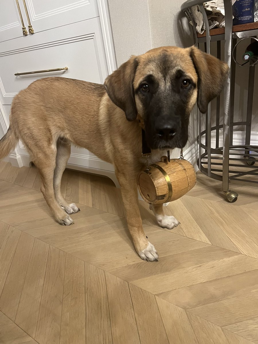 PFTCommenter's tweet photo. #BlakeStats 11/29-
Trained his St. Bernard half to bring me whisky https://t.co/y5G5faVfft