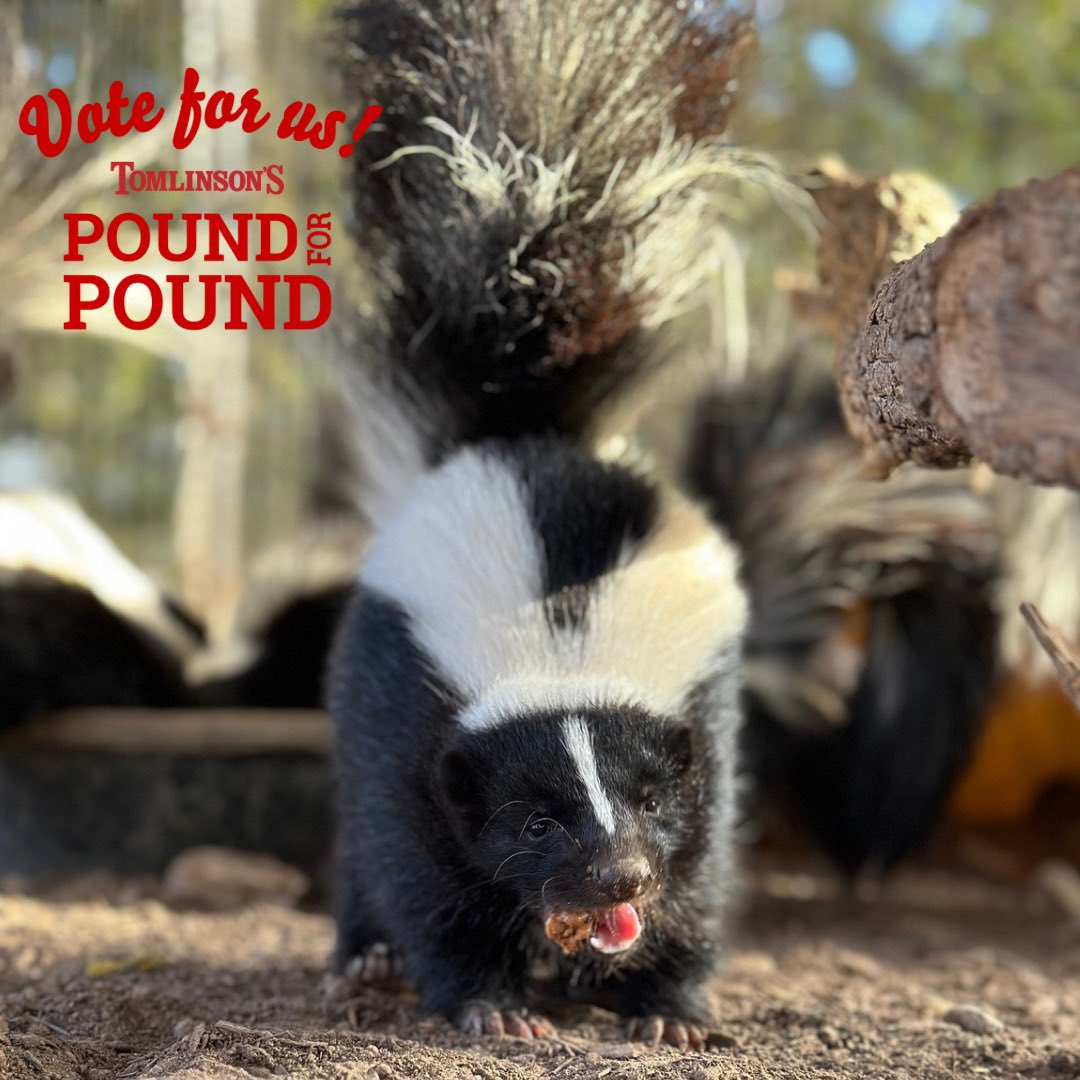 AustinWildlifeRescue (@wildlifeinatx) on Twitter photo We need your vote! Every year, <a href="/tomlinsonsfeed/">Tomlinson's Feed</a> hosts Austin’s largest Pet Food Drive. And, we’re on the ballot! Every bag of food you buy online or in-stores, Tomlinson’s will double it. Donate a bag of food online or in-store. Our skunks thank you for their delicious meals! 🦨 We need your vote! Every year, <a href="/tomlinsonsfeed/">Tomlinson's Feed</a> hosts Austin’s largest Pet Food Drive. And, we’re on the ballot! Every bag of food you buy online or in-stores, Tomlinson’s will double it. Donate a bag of food online or in-store. Our skunks thank you for their delicious meals! 🦨