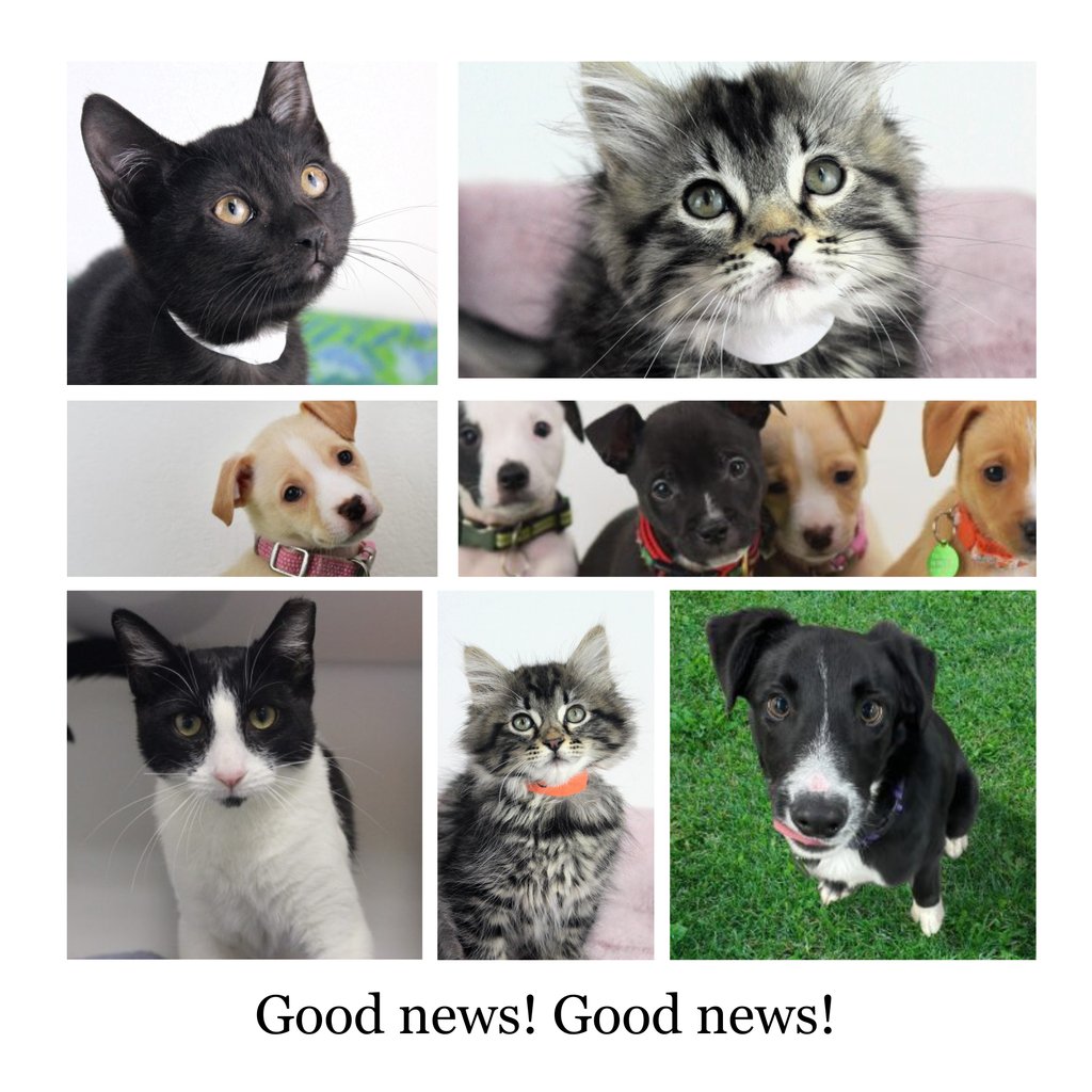 Berkeley Humane tweet media