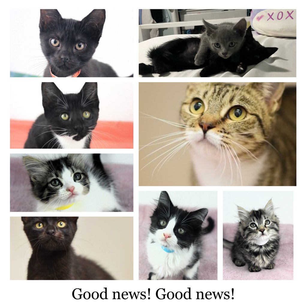 Good news! Good news! Pomegranate, Apple + Fig, Chessie, Pear, Mikasa, Tundra, Jitterbug, Cinnamon, Pecan, Cocoa, Yuki, Meadow, Clementine, Snickerdoodle and Tony were all adopted! Feel free to applause! 🥰👏