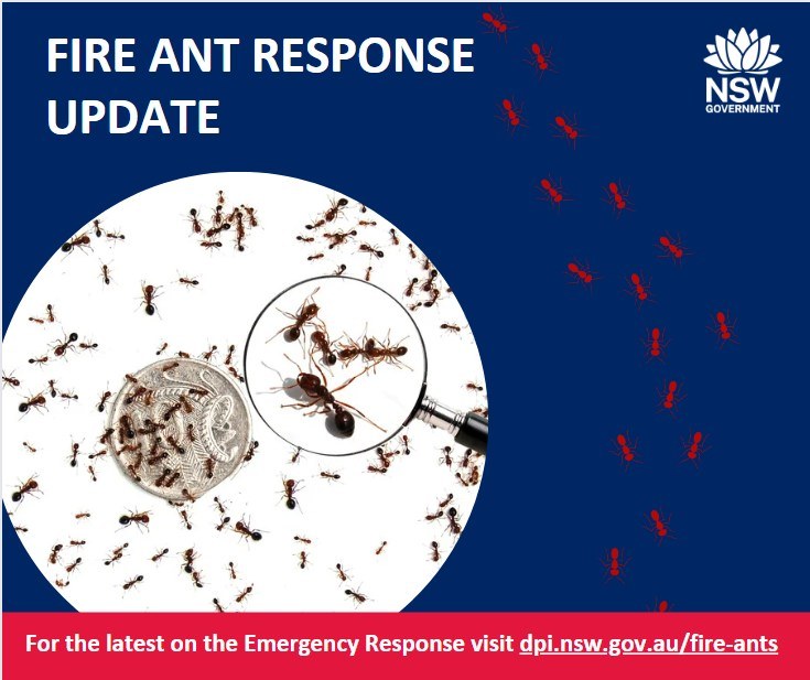 We are working closely with the Tweed Shire Council and the National Program that is led by Queensland, to implement our fire ant plan by focusing on tracing, surveillance and educating local businesses and the community. More information brnw.ch/21wEQHJ