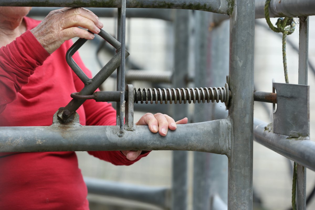 VFFMOFS's tweet photo. Do you know what best-practice gates and latches look like in a safe cattle yard? 🤔

WorkSafe Vic has released practical resources to help you identify, and remedy, unsafe gates and latches to ensure best practice 👉 https://t.co/UFhEsR3TsW #MOFS #WorkSafeVictoria #CattleFarmer https://t.co/fl9MVbuvwz