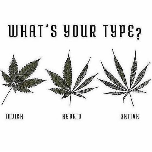 🍃💨Weeders💨🍃 tweet media