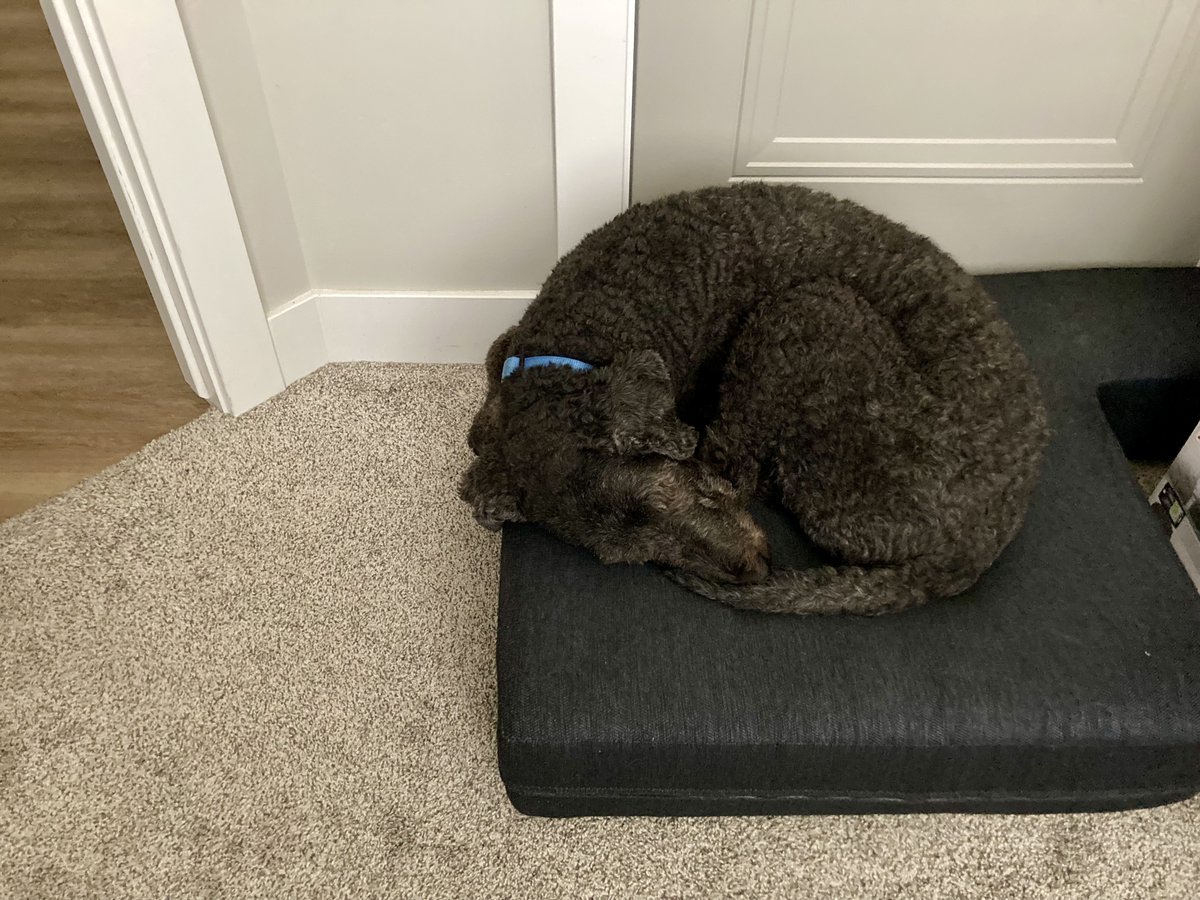 HyggeMan's tweet photo. When You Don't Have A Second Dog Bed...A Couch Cushion Will Do
.
.
.
.
.
#PicOfTheDay #CouchCushion #DogBeds #BecTheDog #ItWillDo https://t.co/TajszfmIzE