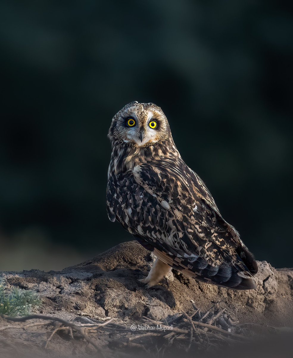 im-wildvaibhav tweet media