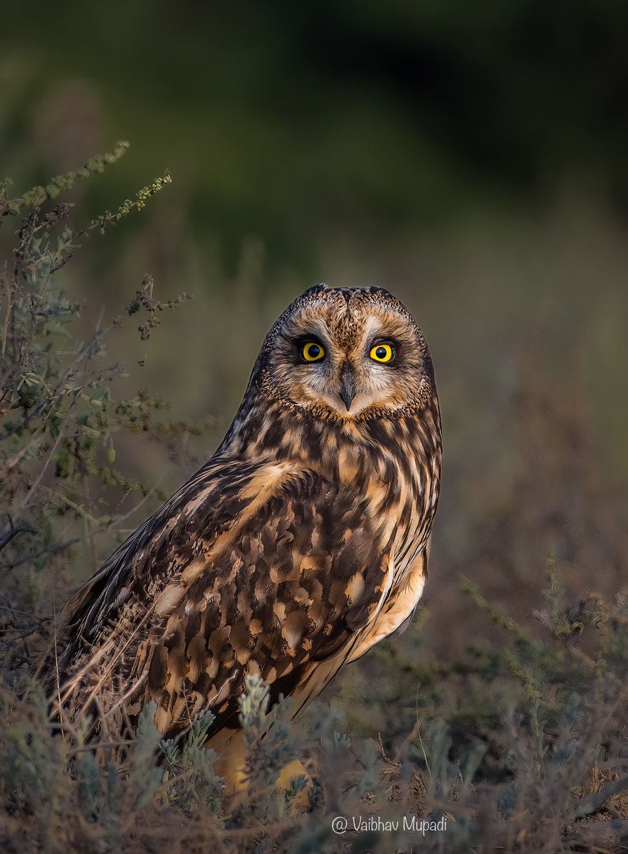 im-wildvaibhav tweet media