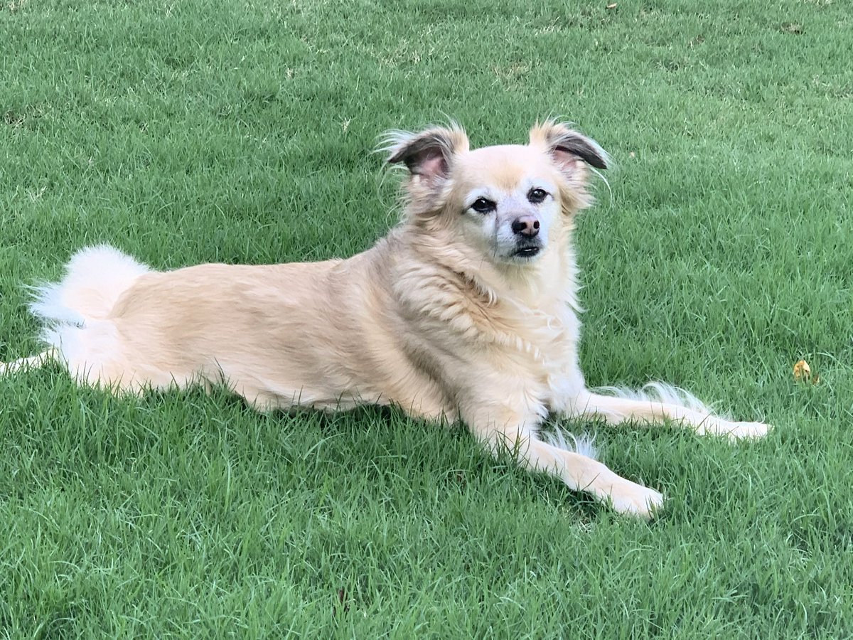 laurelridge's tweet photo. @MarkHamill I think we own the same dog! https://t.co/b45cUuSatF