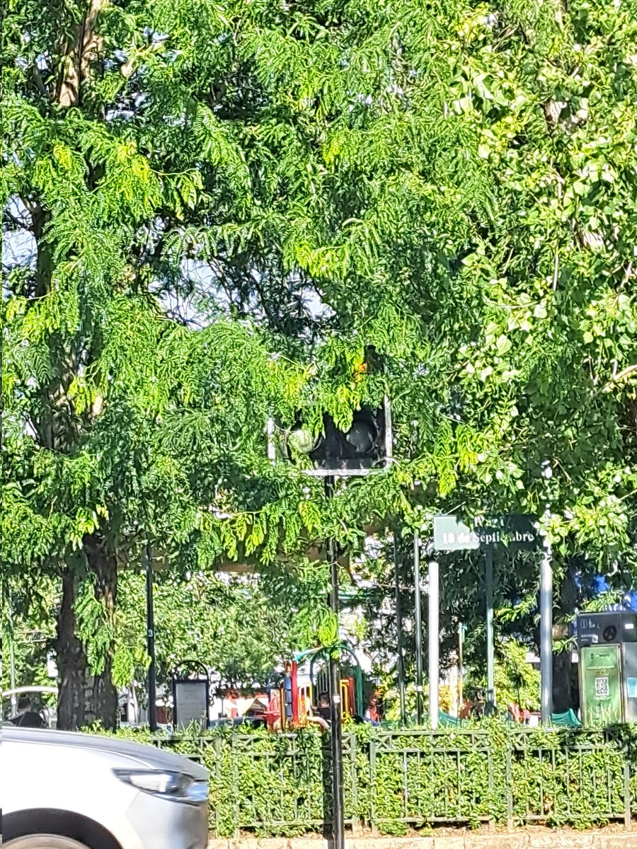 stbanix's tweet photo. @MuniNunoa favor cortarle el pelo al árbol de intersección Lautaro Ferrer con Los Leones,
Ya no se logra observar las flechas verdes para virar izquierda/derecha
Gracias 😀 https://t.co/FIvTqyoJBs