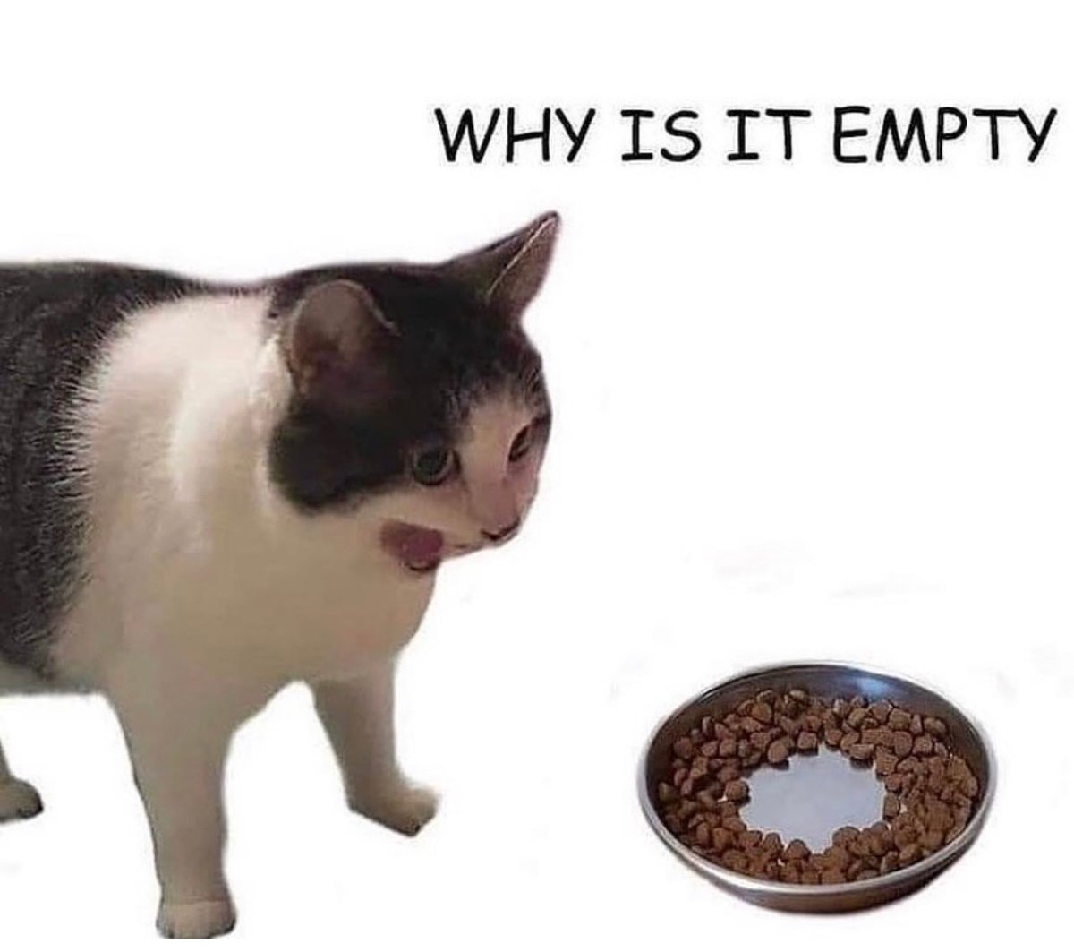 Posts Of Cats (@postsofcats) on Twitter photo 