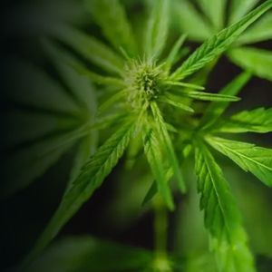 Hell’s Kitchen Cannabis Collective tweet media