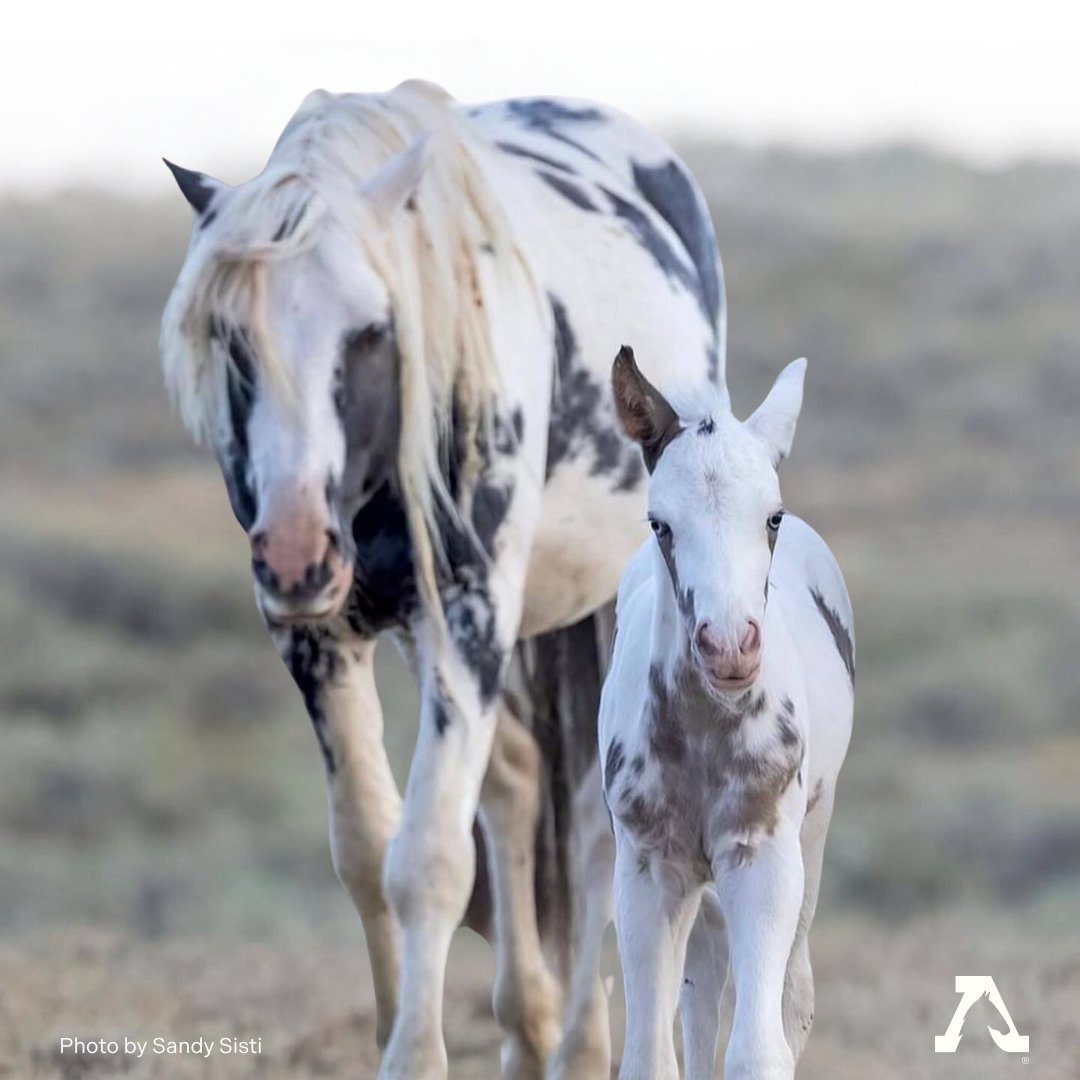 FreeWildHorses's tweet image. Yesterday the McCullough Peaks wild horse roundup began. 35 horses are targeted for removal, six less than originally planned. The BLM credits this reduction to the advocate pressure create created through public awareness efforts 🙏 We will not stop fighting for this herd.