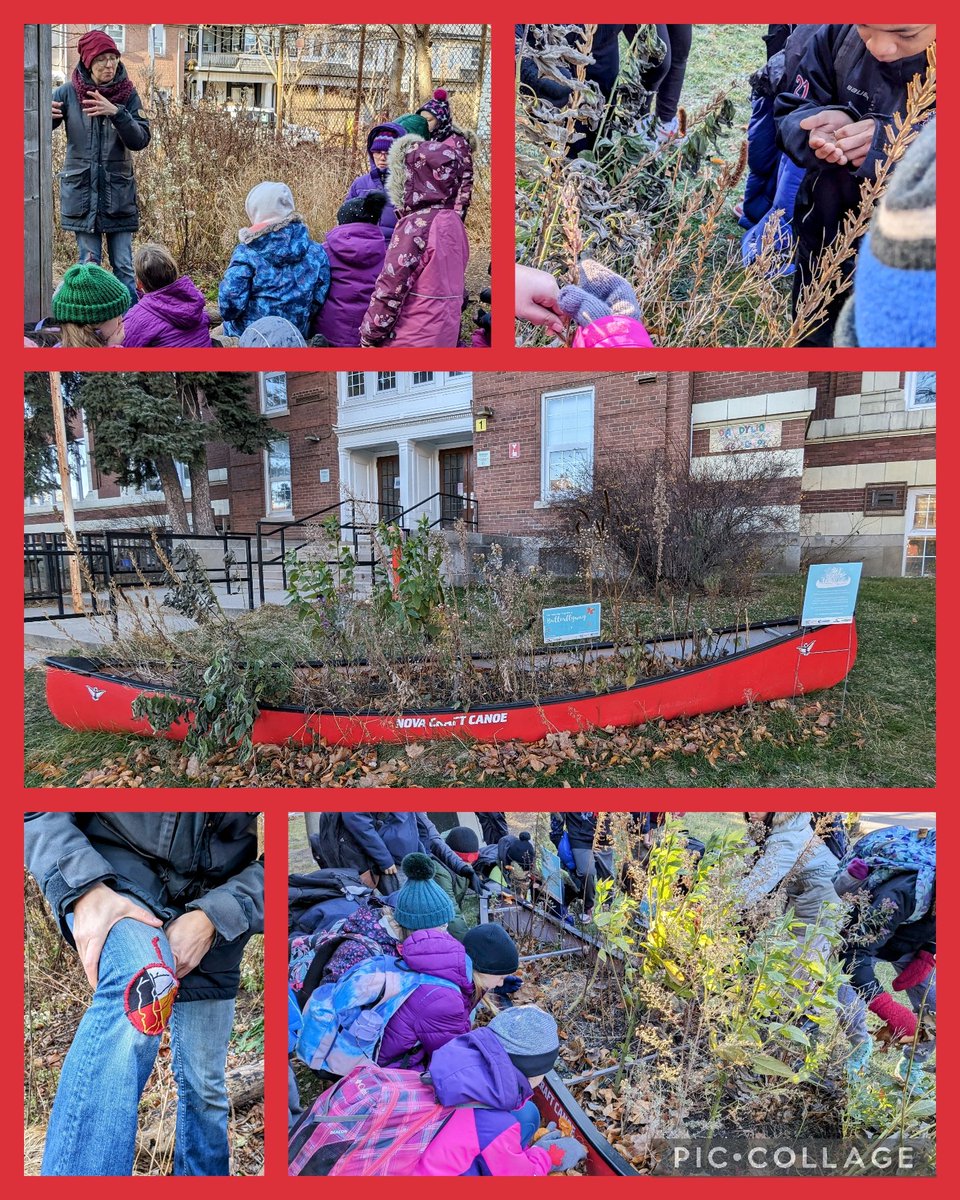 Another great day of land learning <a href="/TDSBWilkinson/">Wilkinson Junior Public School</a>! Grade 6s explored canoe garden plants while learning about the buried creek beneath, then special guest <a href="/GreenThumbelin2/">Green Thumbelina 🌱</a> shared Indigenous knowledges about sacred sage during morning recess to interested students! #landlearning