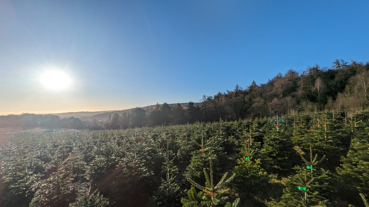 🌲🌲Don't worry if you've not chosen your 2023 tree yet. The benefit of being a real tree farm is that we don't run out. 🌲🌲We still have thousands of beautiful living trees available to choose from. ❤ ❤ #sustainability #sheffield #peakdistrict #christmas #christmastrees