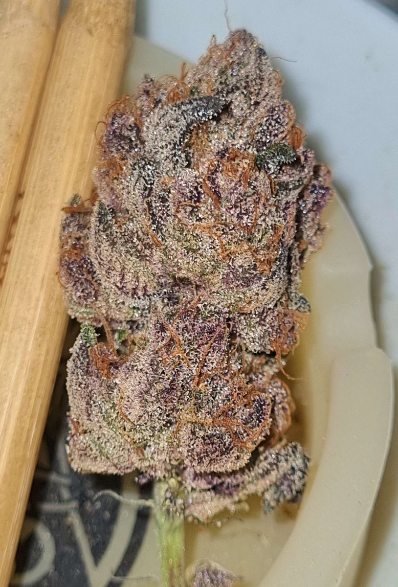 808geneticsjb's tweet photo. Vicious Animal #808Genetics https://t.co/agqXg40SOe