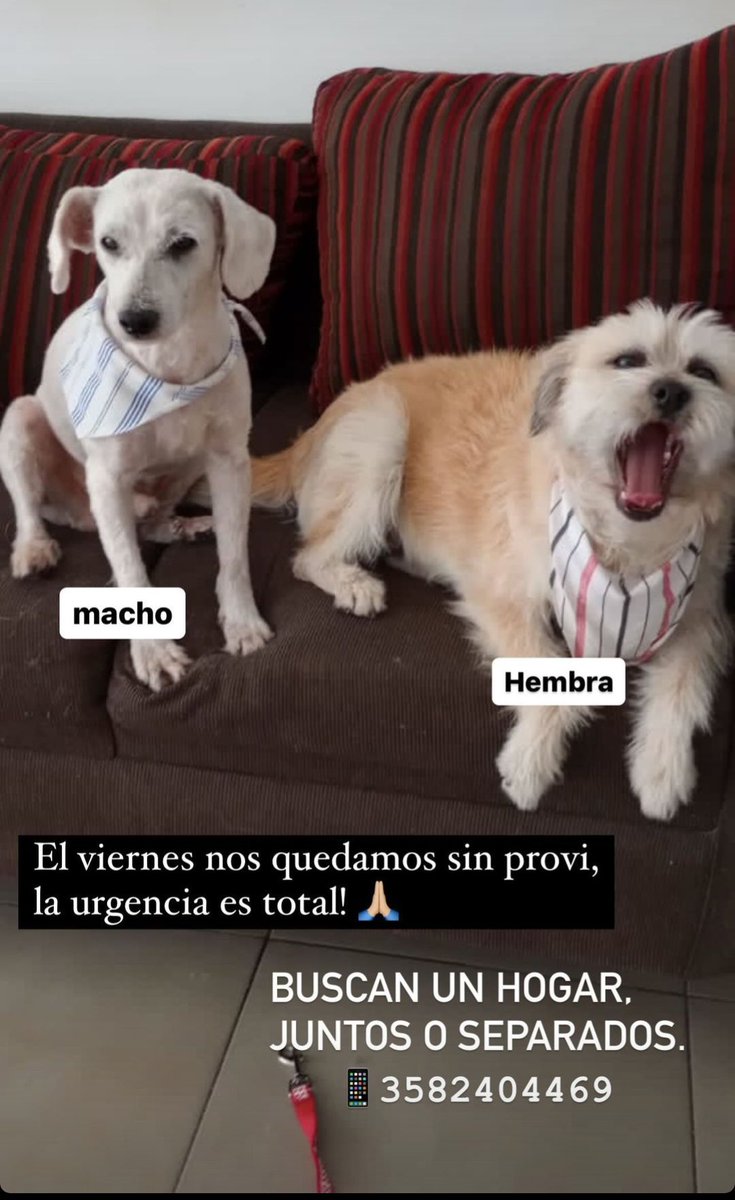 MluisaGoncalves's tweet photo. Necesitamos conseguirles provi o una familia que los adopte para siempre a estas dos bellezas!!
Si me ayudan difundiendo 🙏🙏🙏 https://t.co/ophZbwkkFb