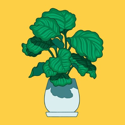 no humans simple background leaf plant yellow background still life general  illustration images