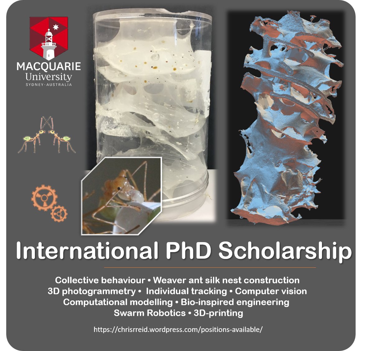 !!Funded PhD available (start 2024)!! Do you want to study #collectivebehaviour in weaver ants (in particular how they build their ultra-cool and totally unstudied silk nests), and develop #bioinspired #3Dprinting #swarmrobotics? Let me know! And please RT!