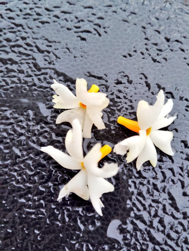 IamVanitawinnie's tweet photo. My favourite #harshingar somewhere it is known as parijaat, awesome fragrance, beautiful. https://t.co/QsTLTPAaiS