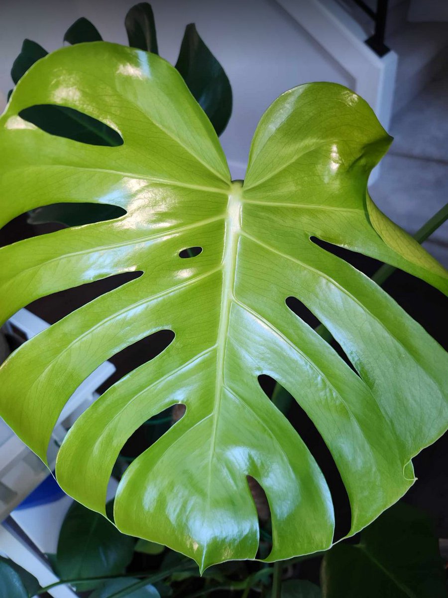 My Monstera had its first inner fenestration