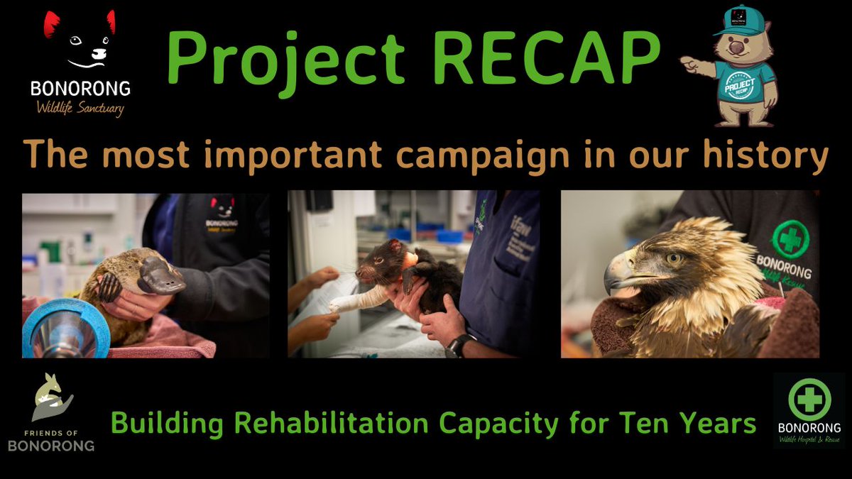 Bonorong Wildlife Sanctuary tweet media