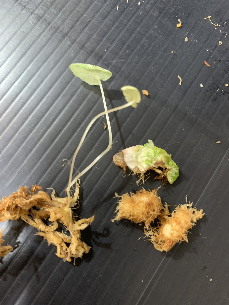 idmachide's tweet photo. Begonia variabilis 葉の色が抜けて休眠ですね、落ちた葉から芽が🌱出てますが😅
水苔バラしたら二つイモが出てきました。
暖かくなったらまた芽を🌱出して下さい🙏
#Begonia  #variabilis https://t.co/7Or0SSmj1Y