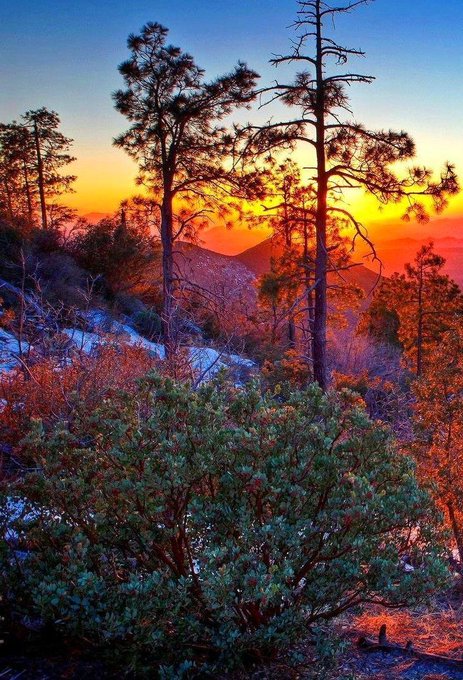AnnCuute's tweet photo. Sun sets beyond the hills and pine forests  🌇 https://t.co/jS9ZI4M5Mz