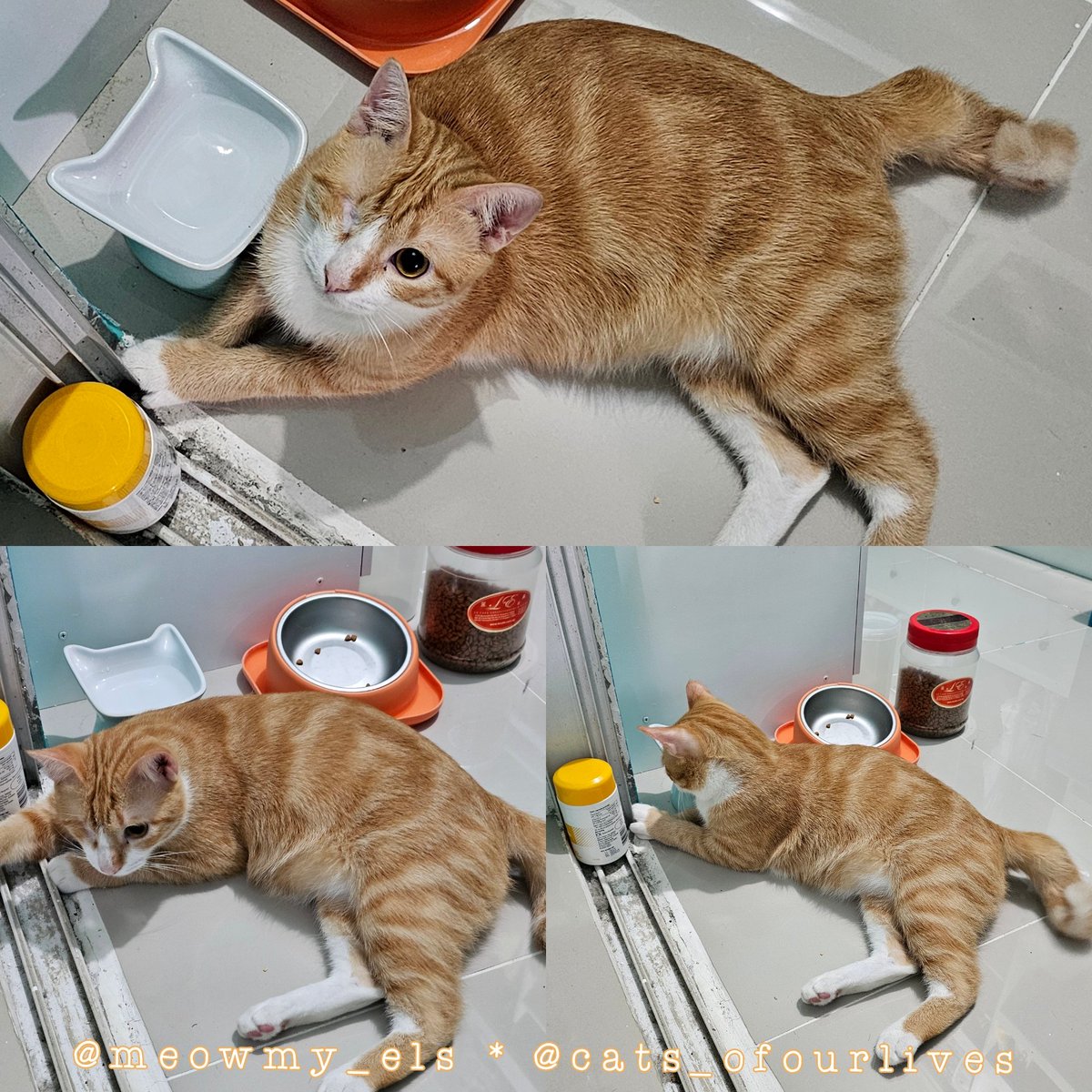 ElsbethLSE's tweet photo. Yung pusa mong malungkot kasi pinagda-diet ng vet😿
Sowee, Tammi. I must resist those beguiling eyes of yours. Slightly overweight ka na daw eh. Agapan na bago kp maging obese.
#CatsOfOurLives #CatMommaLife #CuteCats #GingerCats #OneEyedTammi #OneEyedCats #ChubbyCats #CatHealth https://t.co/Mji32EU7WI